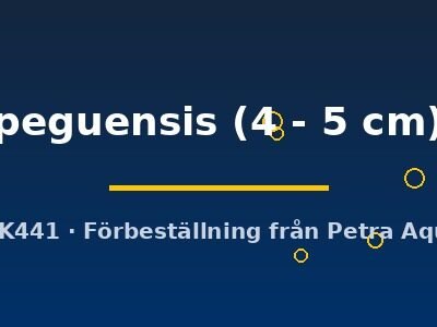 peguensis (4 - 5 cm)