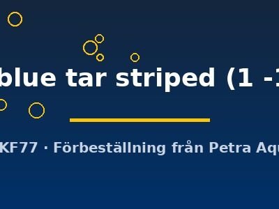Neocaridina davidi blue tar striped 1–1,5 cm