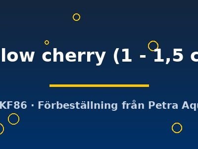 yellow cherry (1 - 1,5 cm)