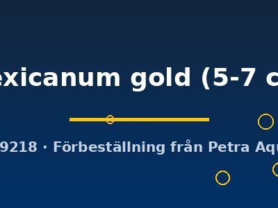 mexicanum gold (5-7 cm)