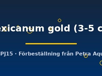 mexicanum gold (3-5 cm)
