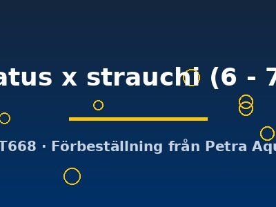 Neurergus crocatus x strauchi 6–7 cm