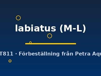 Pachytriton labiatus M-L