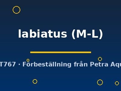Pachytriton labiatus M-L