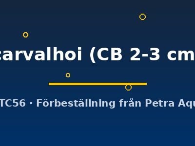 carvalhoi (CB 2-3 cm)