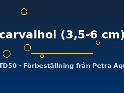 carvalhoi (3,5-6 cm)