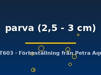 parva (2,5 - 3 cm)