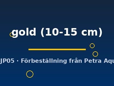 Pleurodela gold 10–15 cm