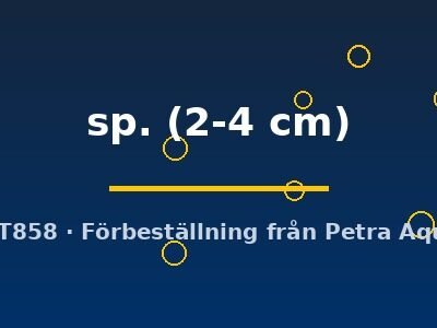 sp. (2-4 cm)
