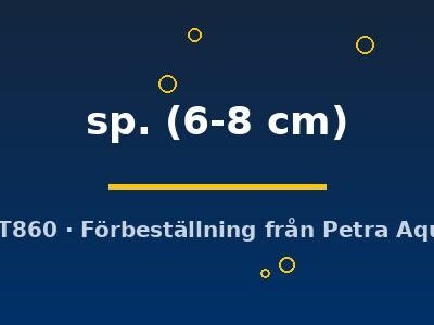 sp. (6-8 cm)