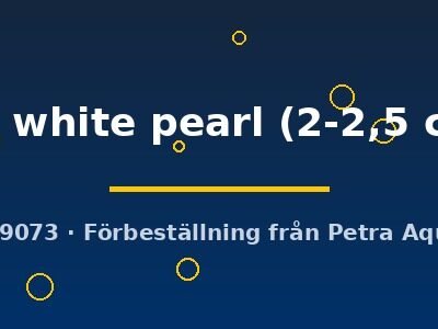 sp. white pearl (2-2,5 cm)
