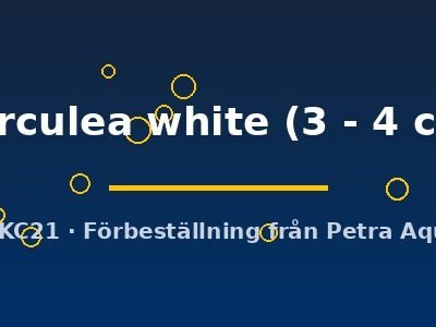 herculea white (3 - 4 cm)
