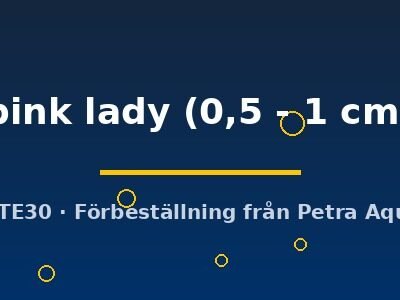 Clithon pink lady 0,5–1 cm