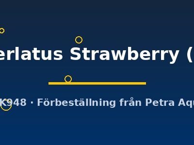 perlatus Strawberry (L)