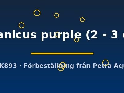 javanicus purple (2 - 3 cm)