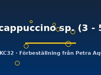 Faunus ater cappuccino sp. 3–5 cm