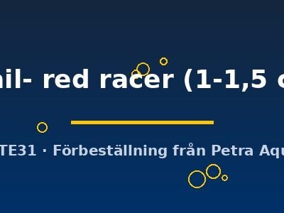 snail- red racer (1-1,5 cm)
