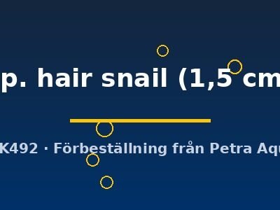 sp. hair snail (1,5 cm)