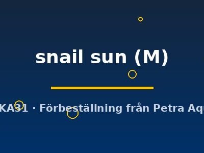 snail sun (M)