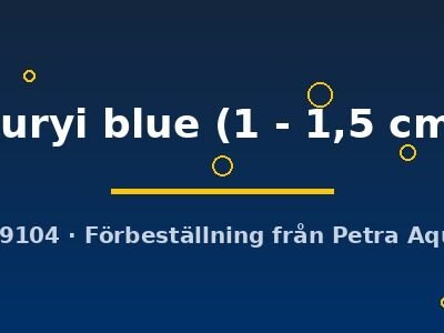 Planorbella duryi blue 1–1,5 cm