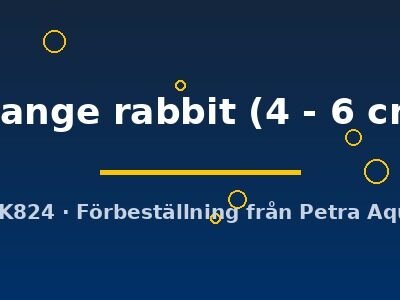 orange rabbit (4 - 6 cm)