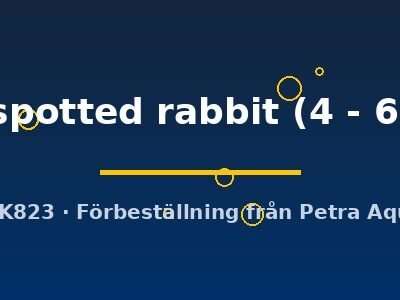 sp. spotted rabbit (4 - 6 cm)