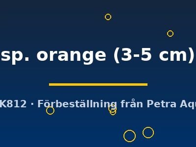 sp. orange (3-5 cm)