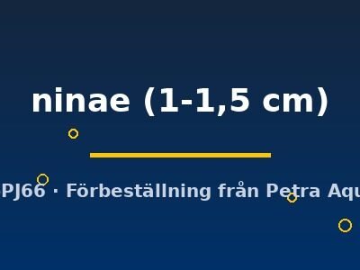 ninae (1-1,5 cm)