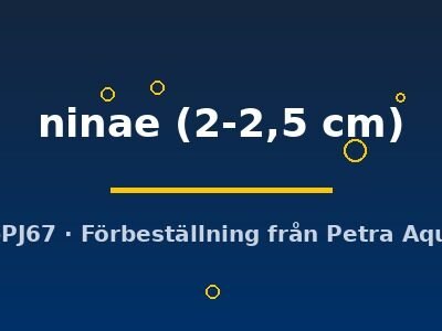 ninae (2-2,5 cm)