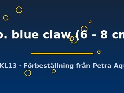 sp. blue claw (6 - 8 cm)
