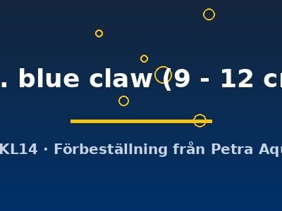 sp. blue claw (9 - 12 cm)