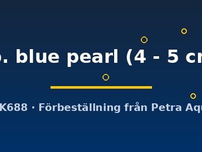 sp. blue pearl (4 - 5 cm)
