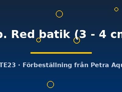 Geosesarma sp. Red batik 3–4 cm