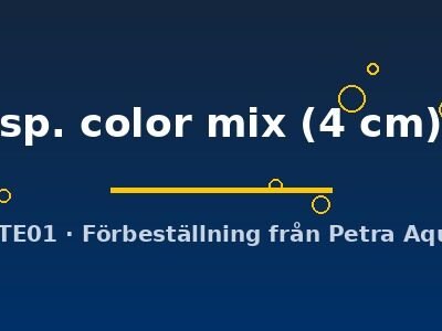sp. color mix (4 cm)