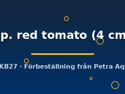 Geosesarma sp. red tomato 4 cm
