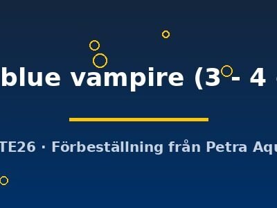 sp. blue vampire (3 - 4 cm)