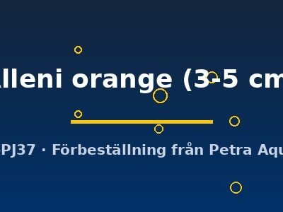 Procambarus Alleni orange 3–5 cm