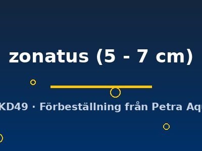 zonatus (5 - 7 cm)