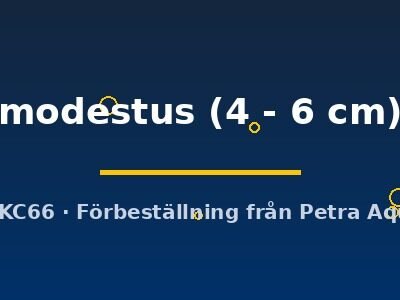 modestus (4 - 6 cm)