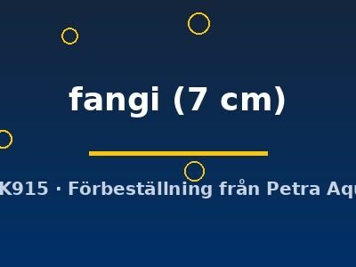 Tetraodon fangi 7 cm
