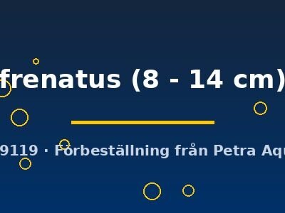 frenatus (8 - 14 cm)