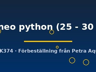 borneo python (25 - 30 cm)