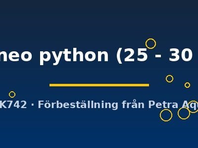 borneo python (25 - 30 cm)