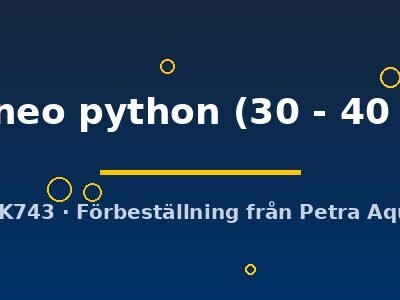 borneo python (30 - 40 cm)
