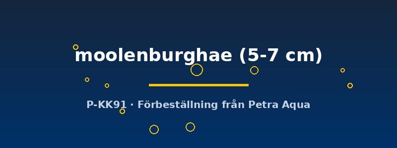petra-ph2-181179 petra-ph2-181179