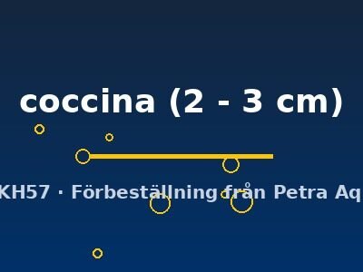 coccina (2 - 3 cm)