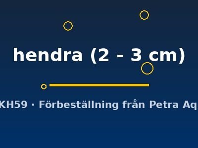hendra (2 - 3 cm)