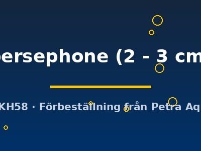 persephone (2 - 3 cm)