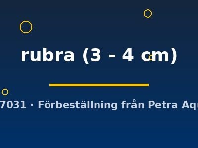 rubra (3 - 4 cm)