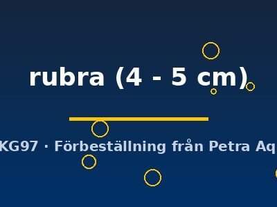 rubra (4 - 5 cm)